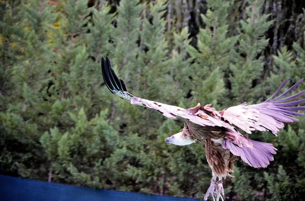 Buitre volando en el bosque — Foto de Stock