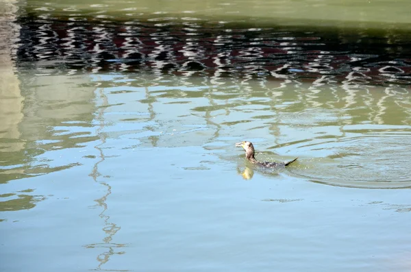 Cormorán marrón nadando — Foto de Stock