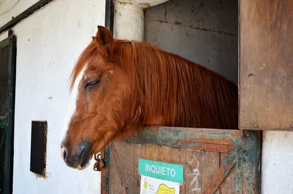 Barna ló az istállóban. — Stock Fotó