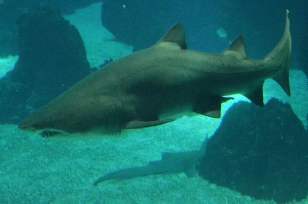 Haai zwemmen diep — Stockfoto