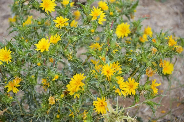 Planta Con Flores Amarillas Cerca Una Pared Piedra —  Fotos de Stock