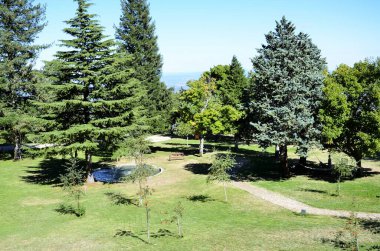 Ağaçlı ve otlu yeşil bahçe