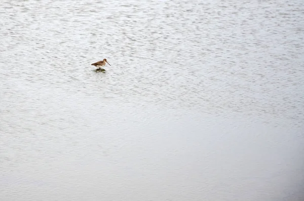 Экзотическая Птица Риа Формозе — стоковое фото