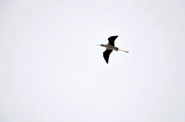 Exotický Pták Letící Sám Zamračené Obloze — Stock fotografie