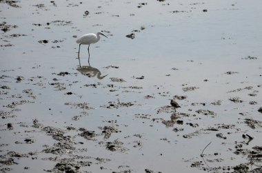 Akıntıda beslenen egzotik kuşlar.