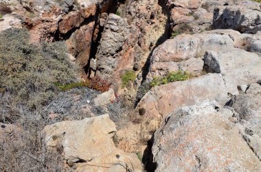 Kaya oluşumları ve bitki örtüsü ayrıntıları