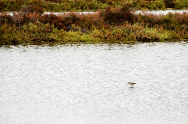 Ria Formosa 'nın tuz düzlüklerinde egzotik kuşlar besleniyor.