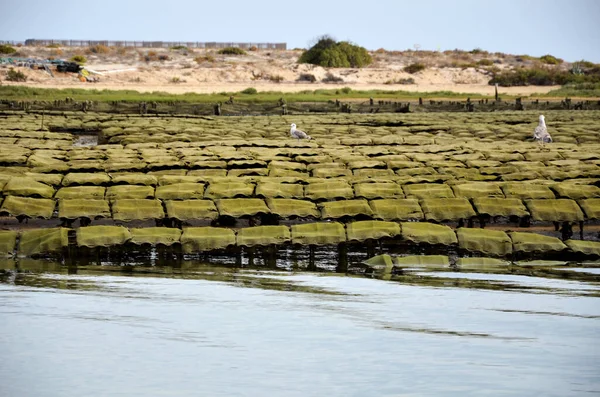 Gaviotas Sobre Estanques Ostras Algarve — Foto de Stock