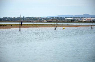 Man taking care of the clam nursery