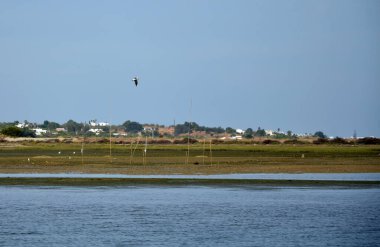 Martı Ria Formosa üzerinde uçuyor.