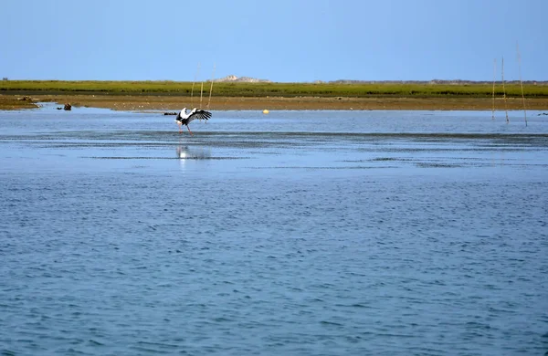 Cigüeña Volando Sobre Ría Formosa — Foto de Stock