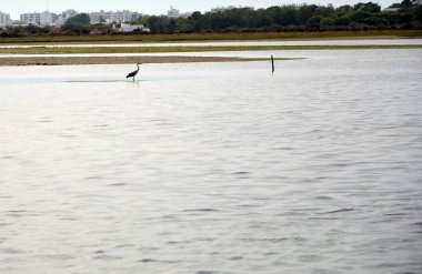 Ria Formosa 'da gri balıkçıl.