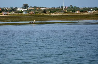 Leylek ve martı Ria Formosa 'daki deniz tarağı yuvasında.