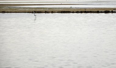 Ria Formosa 'da beyaz balıkçıl.