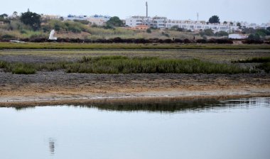 Gün batımında Algarve sahilinde uçan beyaz balıkçıl.