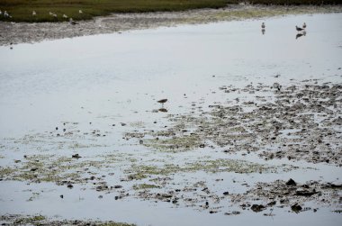 Ria Formosa 'da sular çekildiğinde kuşlar