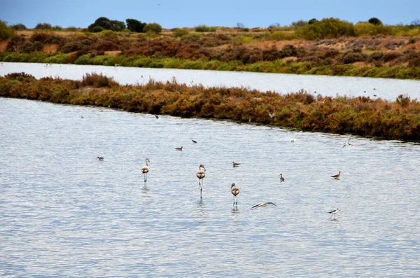Flamingos and other birds feed on the Algarve salt flats
