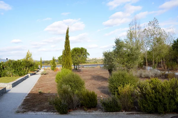 Garden Green Trees — Stock Photo, Image