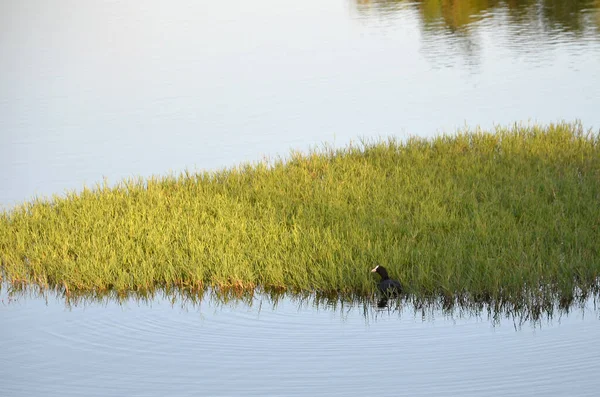 Pato Negro Escondido Entre Las Hierbas — Foto de Stock