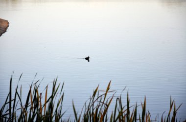 Gölde yüzen siyah ördekler