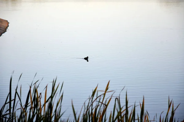 Black Ducks Swimming Lake — Stock Photo, Image