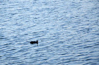 Siyah ördek gölde yüzüyor.