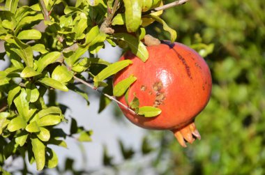 Ağaçta sallanan narlar