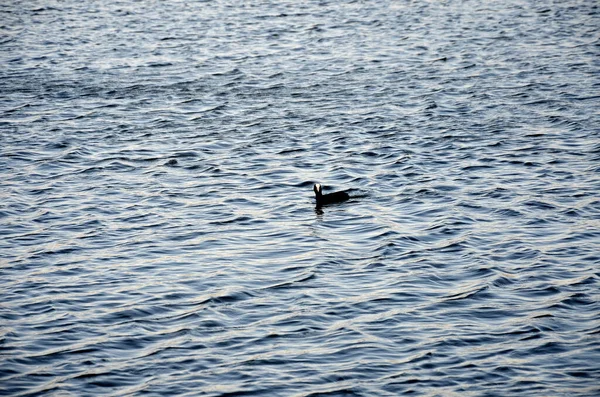 Schwarze Ente Schwimmt Bei Sonnenuntergang See — Stockfoto