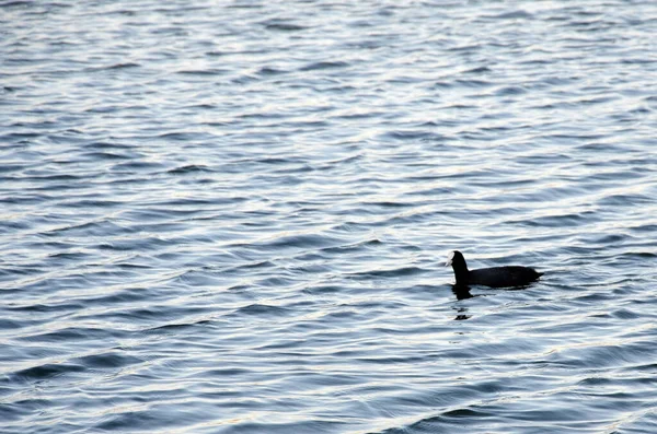 Μαύρη Πάπια Που Κολυμπάει Στη Λίμνη Ηλιοβασίλεμα — Φωτογραφία Αρχείου
