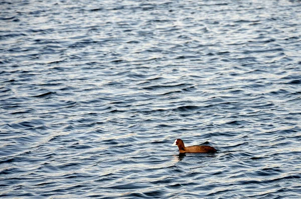 Canard Noir Nageant Dans Lac Coucher Soleil — Photo