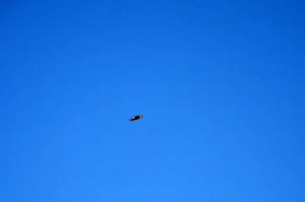 Απομονωμένο Χελιδόνι Που Πετάει Στον Γαλάζιο Ουρανό — Φωτογραφία Αρχείου