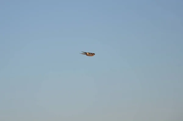Vereinzelte Schwalbe Fliegt Blauen Himmel — Stockfoto