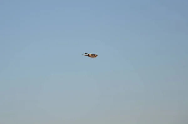 Avaler Isolé Volant Sur Ciel Bleu — Photo