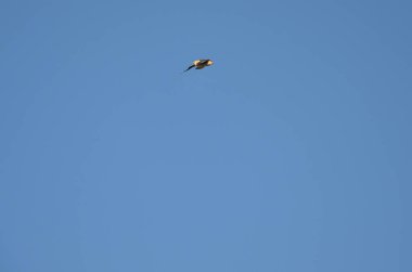 Mavi gökyüzünde uçan ıssız kırlangıç.