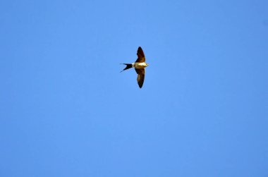 Mavi gökyüzünde uçan ıssız kırlangıç.