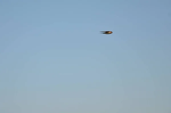 青い空を飛ぶ隔離されたツバメ — ストック写真
