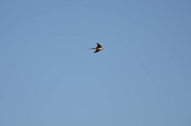 Mavi gökyüzünde uçan ıssız kırlangıç.