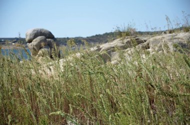 Alqueva rezervuarının kıyısında bitkiler