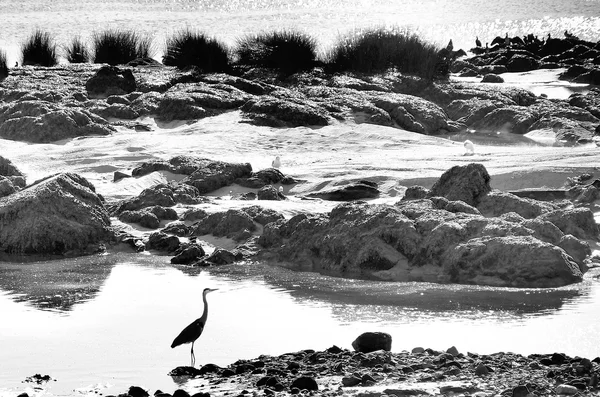 Mouettes volantes et cormorans sur le rivage — Photo