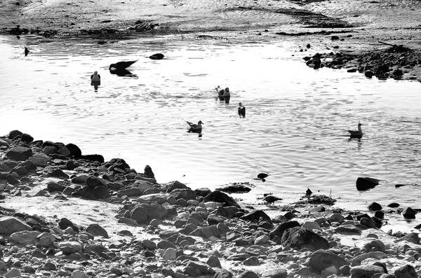白鷺と川の海岸にカモメ — ストック写真