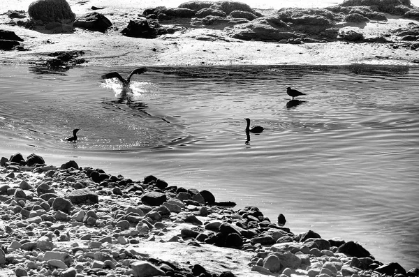Бакланы и чайки на берегу реки — стоковое фото