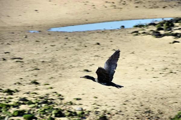 Cormorant — Stock Photo, Image