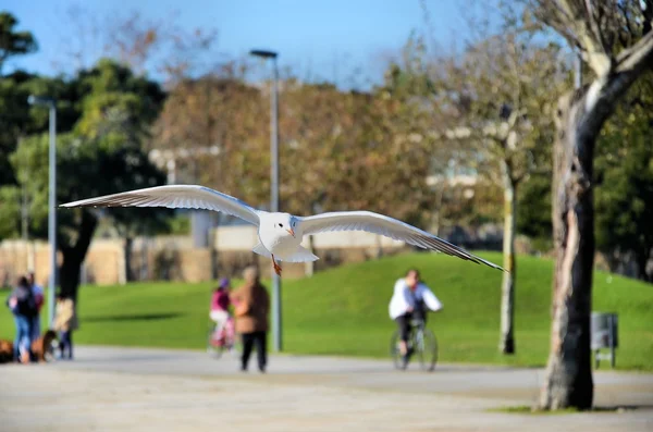 Gaivota branca voando na cidade — Fotografia de Stock