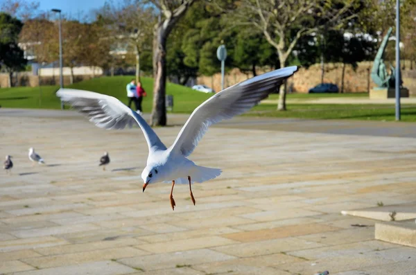 Gaivota branca voando na cidade — Fotografia de Stock