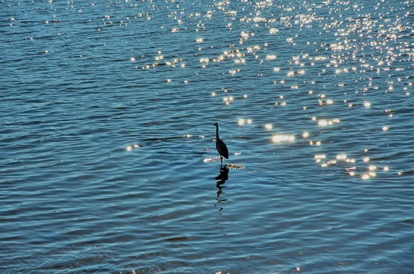 Aigrette sur la rive de la rivière — Photo