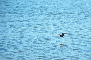 uçan ak balıkçıl