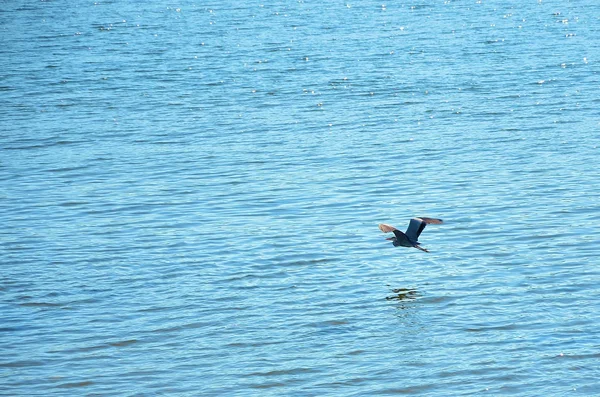 Egret flying — Stock Photo, Image