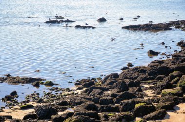 Nehir kıyısında kuşlar