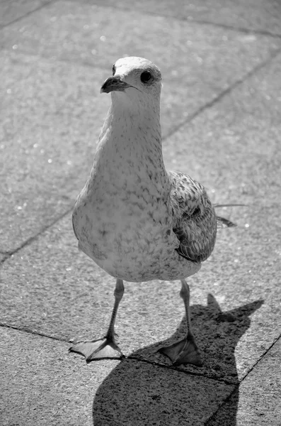 Gaviota —  Fotos de Stock