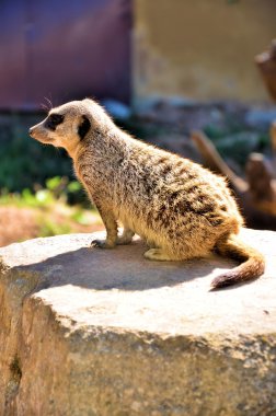 suricata